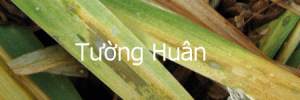 tuonghuan