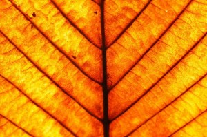 Autumn-by-felipe-gabaldon-575x382