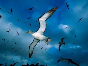 seagull-flying-over-hd-seagull-flying-over