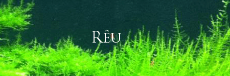 reu